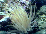 MY AQUARIUM PICS