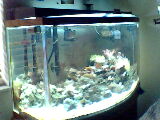 MY AQUARIUM PICS
