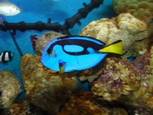 Blue Tang