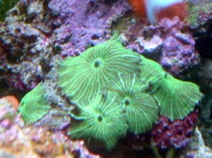 green striped mushrooms