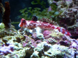 red scooter blenny