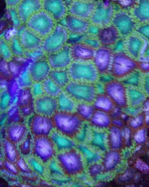 colorfull_zoas