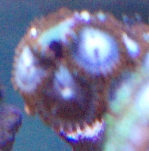 natural_zoa_combination
