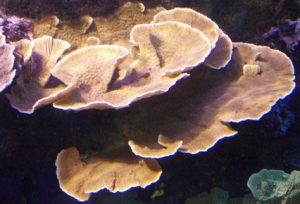 orange_monti_sm