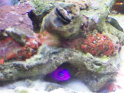Pseudochromis / Dottyback
