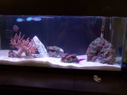 My tank,just getting started!