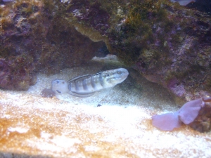 Sleeper_Goby_1_