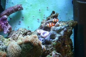 My Tank