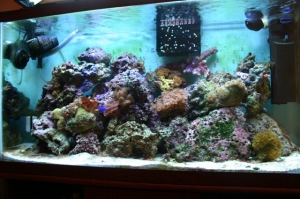 My Tank