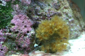 My Tank