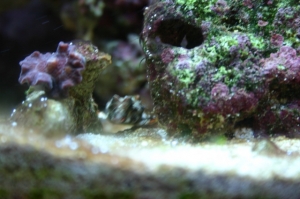 My Tank