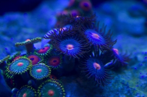 zoa