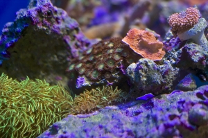 zoa