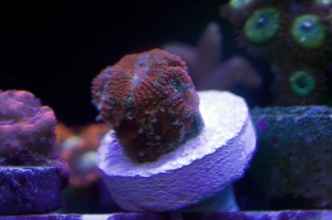 micro acan