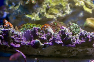 zoa