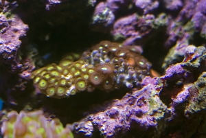 zoa