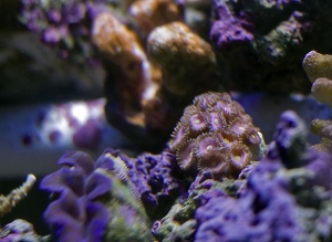 zoa
