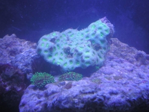 green_brain1