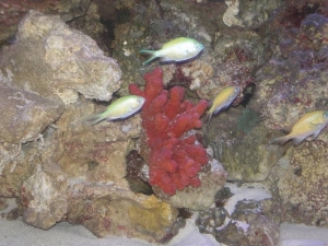 red_coral