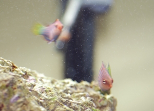 Pregnant Six Line Wrasse