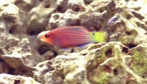 Pregnant Six Line Wrasse