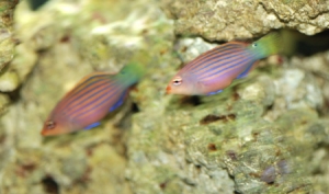 Pregnant Six Line Wrasse