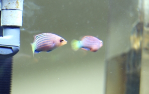 Pregnant Six Line Wrasse