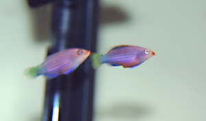 Pregnant Six Line Wrasse