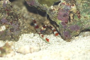 Coral Banded Shrimp looking for Wrasse eggs