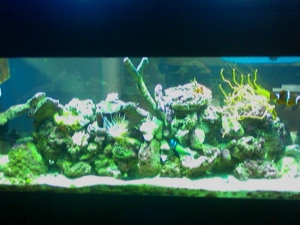 kedron's tank pics
