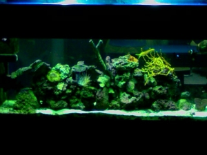 kedron's tank pics