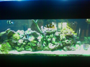 kedron's tank pics
