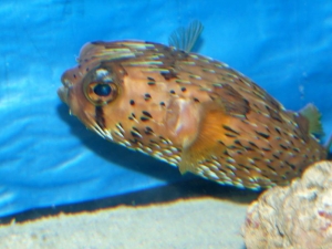 Porcupine Puffer