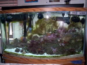 my aquarium