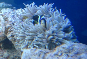 Clarkii & Seabe