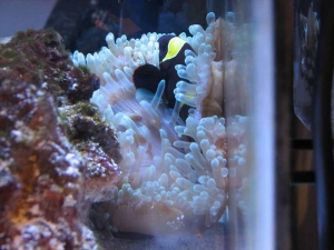 marlin2