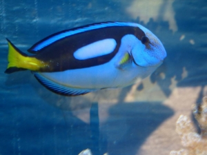 Blue tang or Dory for short