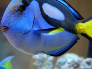 Blue tang or Dory for short