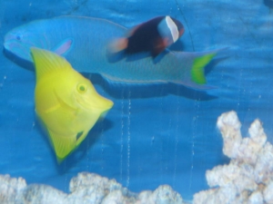 Some of my fish