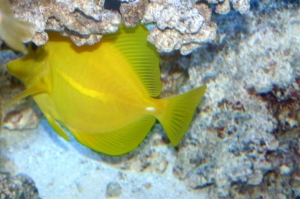 Yellow tang