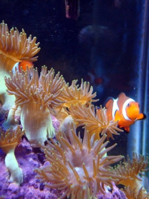 anenome