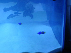 Trio of Yellowtail Damsels