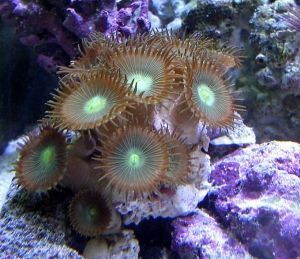 Macro shot of Button Polyps