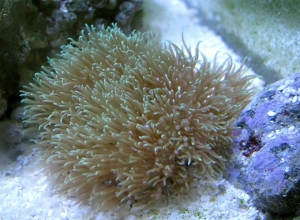 Macro shot of Star Polyps