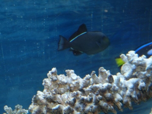 New Hawaiian black triggerfish