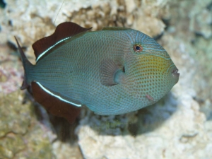 Triggerfish