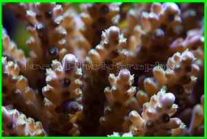 acropora