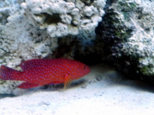 Miniatus grouper
