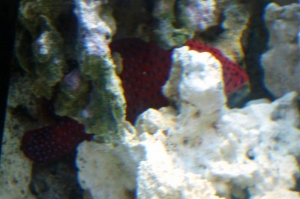 Miniatus grouper