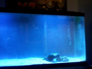 my tank
